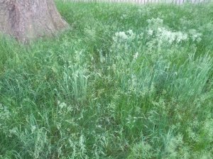 CameraZOOM-20130613181254271