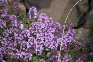 Purple flowers along the path at the Giant's Causeway