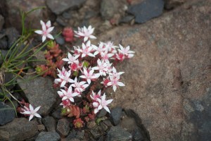 Pink flowers along the path at the Giant's Causeway