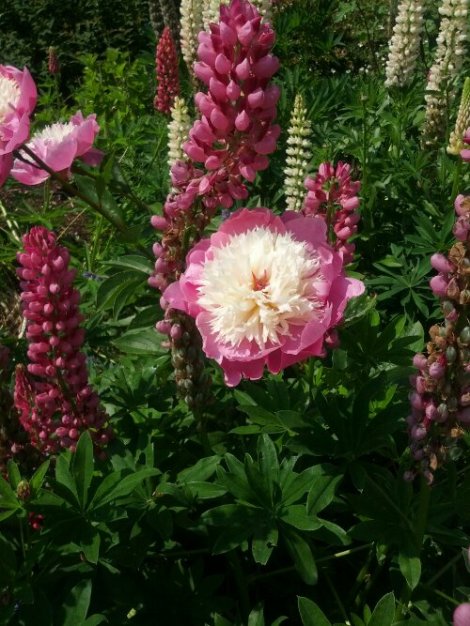 IMG_20130626_151525.jpg image