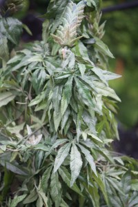 What the hell? Is that marijuana?