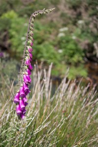 purple flower near Pillar Bridge