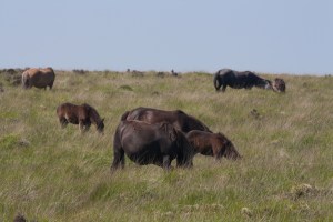Free ranging horses in Dartmoor