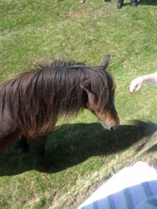 This mare wanted to get onto the coach and come back to the hotel with us.