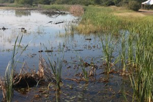 Birding Center_2013_10_23_0003