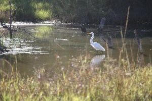 Birding Center_2013_10_23_0008