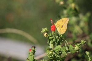 Birding Center_2013_10_23_0032
