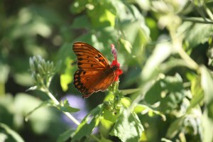 Birding Center_2013_10_23_0034