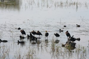 Birding Center_2013_10_23_0036