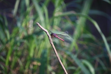 Hugh Ramsey Bird Trail_2017_06_05_0005