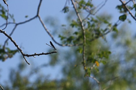 Hugh Ramsey Bird Trail_2017_06_06_0015