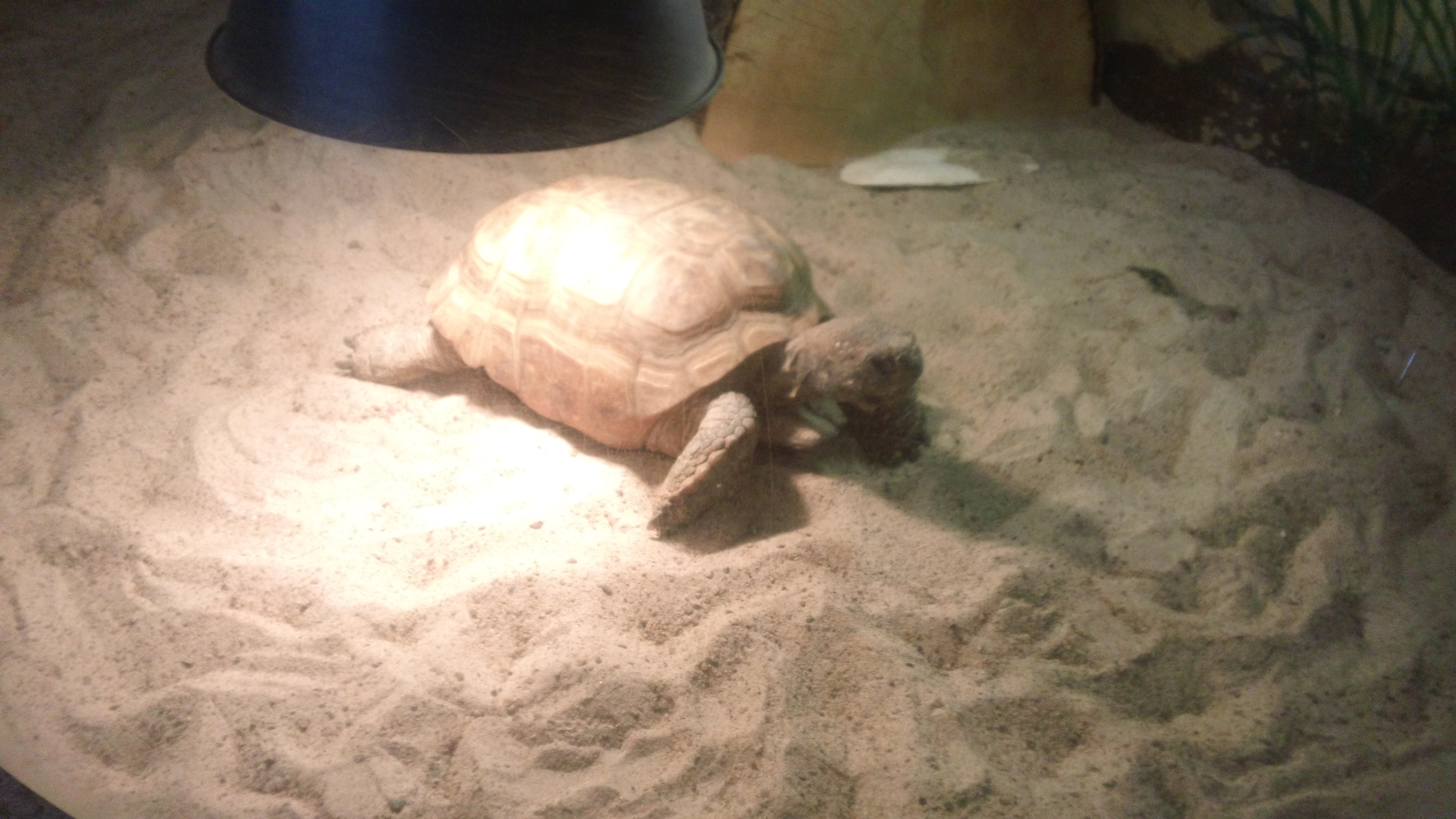 Gus the tortise